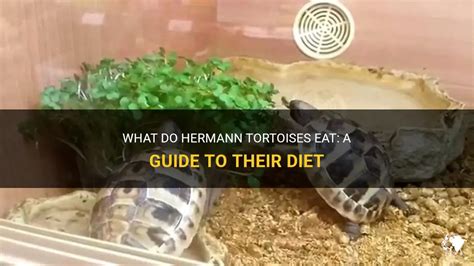 what do hermann tortoises eat